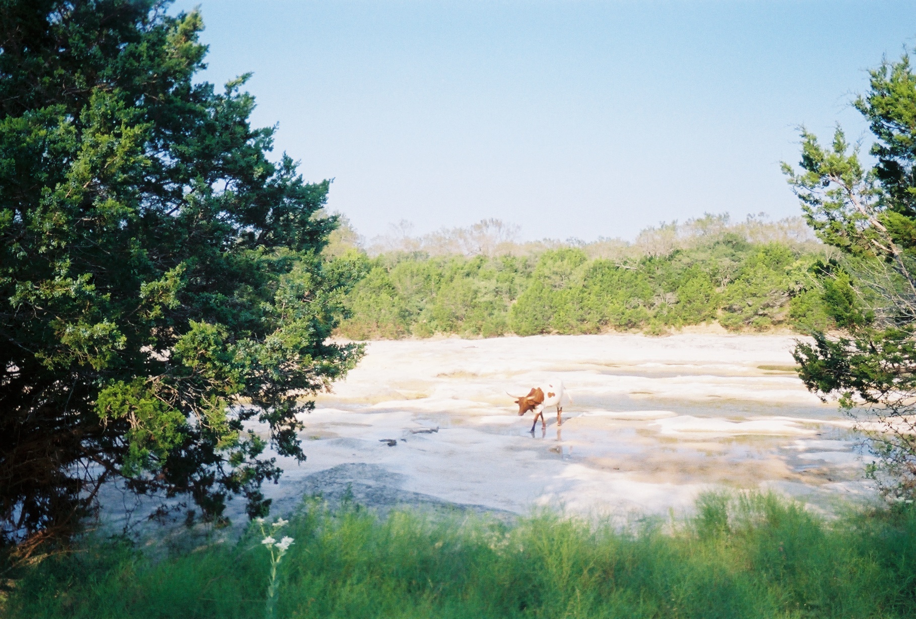 003_longhorn in Cow Cr 8_11_2007.jpg